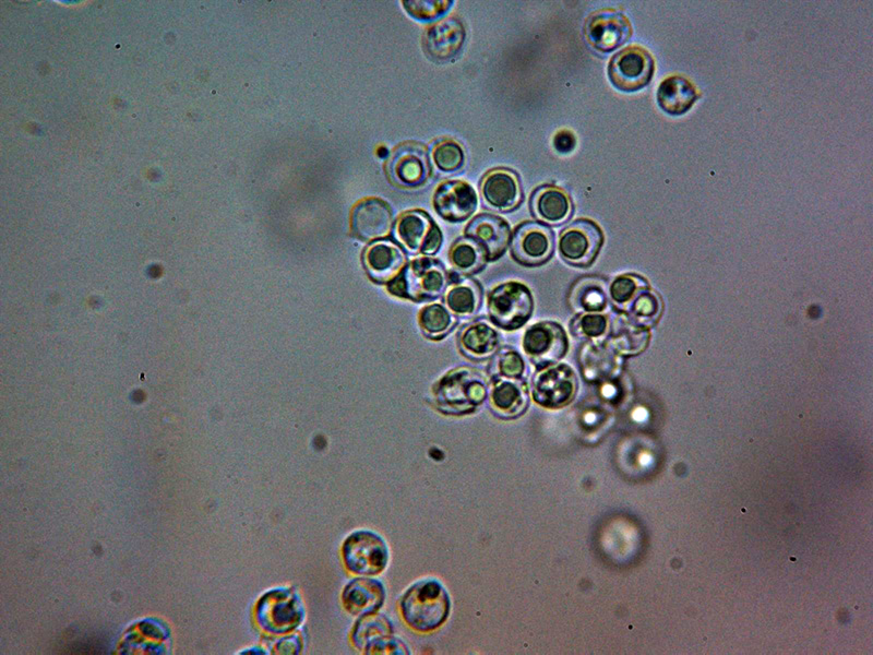 Un Corticale da identificare